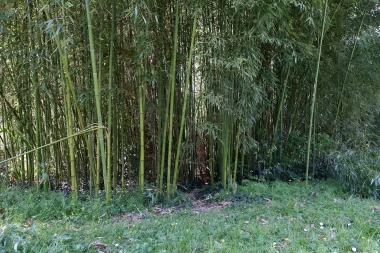 Parc du Limancet St Medard foret bambou 2.